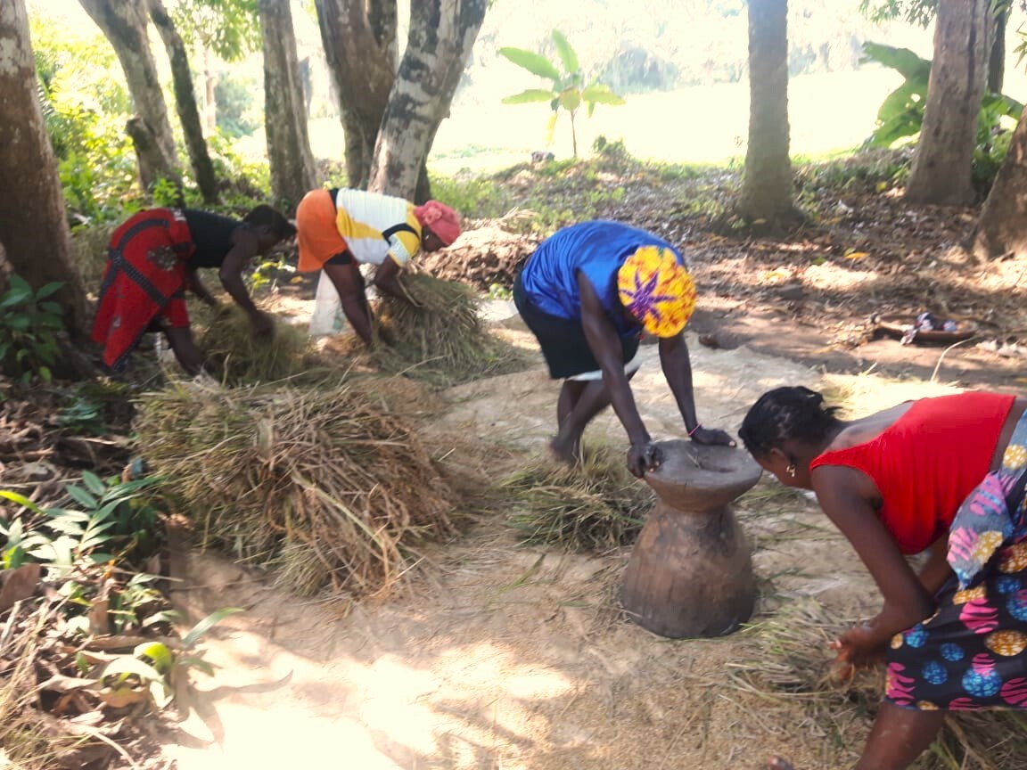Four Participants Are Processing The Rice From The Harvest