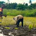 The Team Leader And One Of The Participants At The Rice Seed Planting One Of Them Hold Herbs In His Hands  Highlight Image