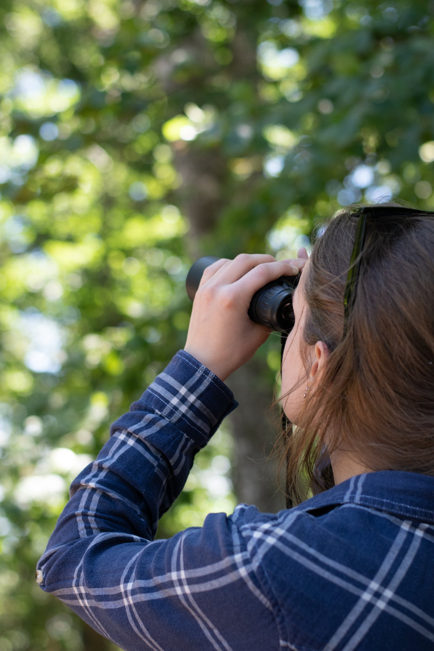 A Girl Is Birdwatching  The Photo Is Of The Back Of Her Head As She Looks Through A Pair Of Binoculars
