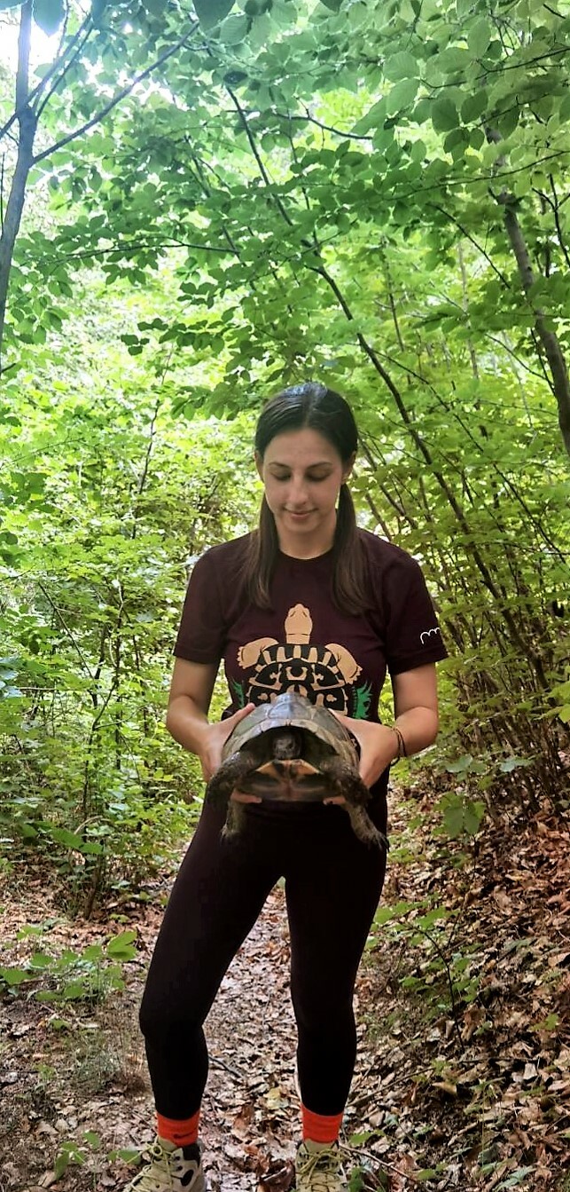 A Girl Is Holding A Large Tortoise Which Was Captured And Released In A Broad Leaved Forest