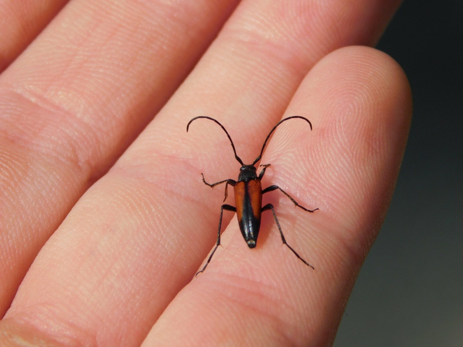 A Single Hand Holds A Longhorn Beetle