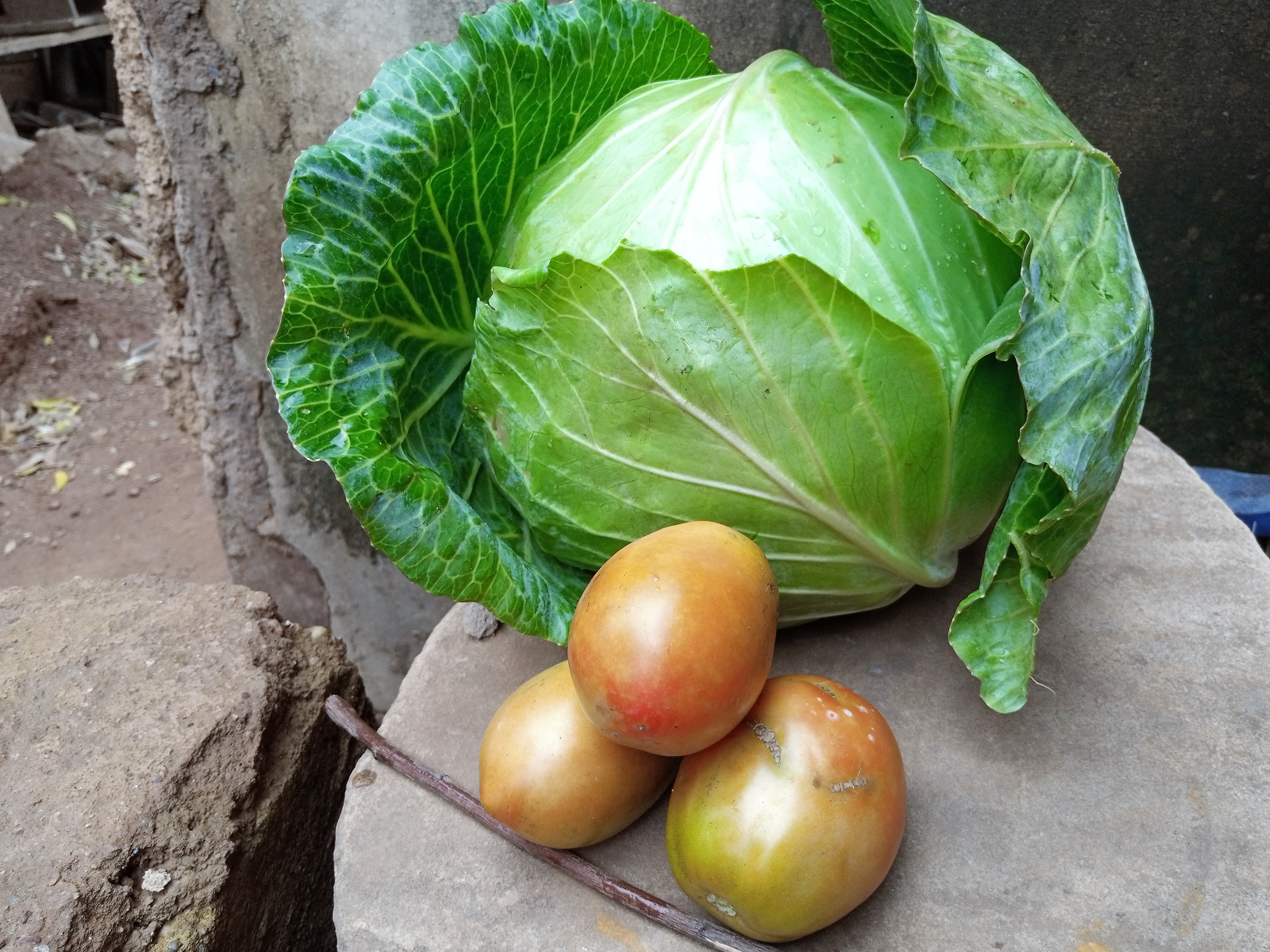 Al Hassan Harvested Cabbage Tomatoes