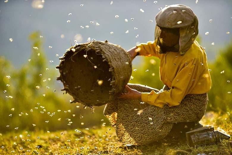 A beekeeper wearing protective head gear, crouching down and holding a bee's nest. Bees are flying all around. 