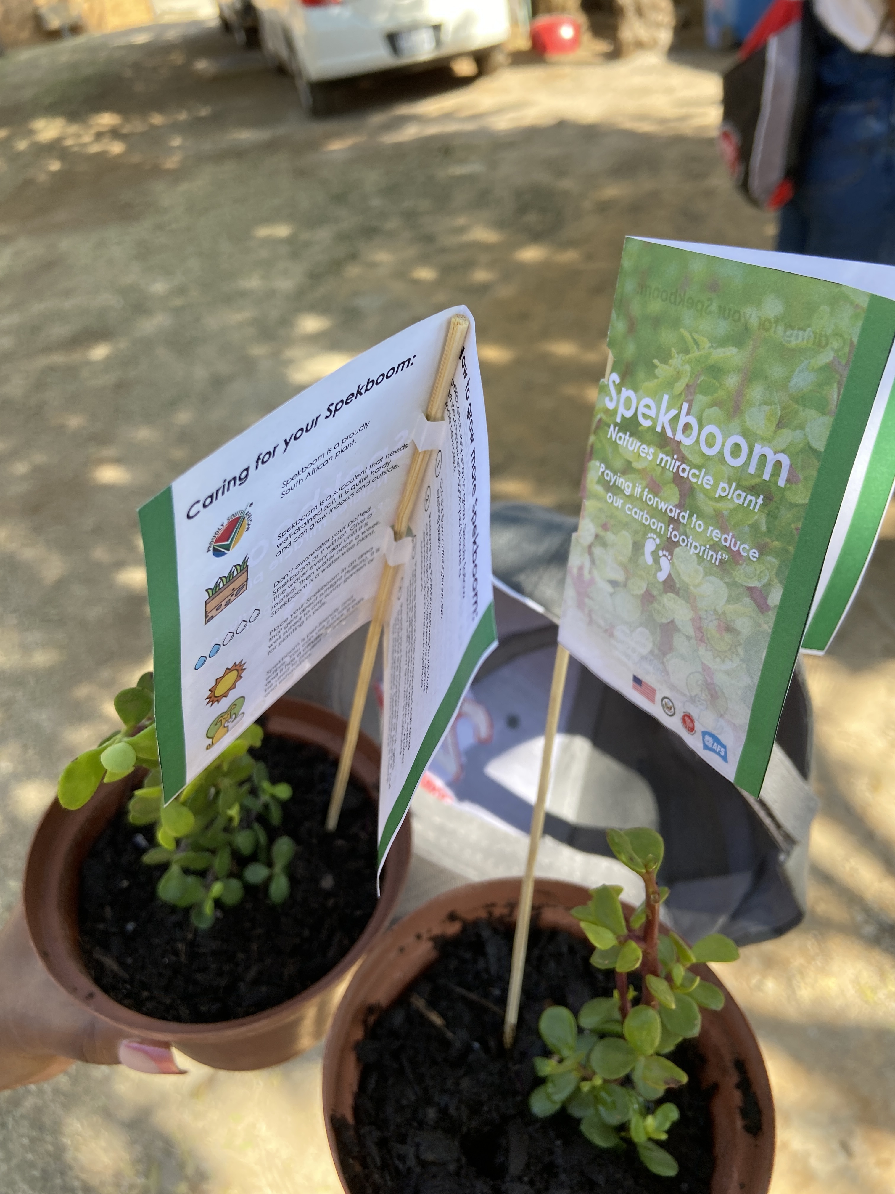 Spekboom plants with informative flyers