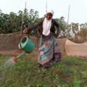 Inusah smiling, holding a watering can and watering a vegetable nursery