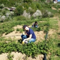 Two YES alumni crouching on a hill, cleaning and harvesting raspberry bushes
