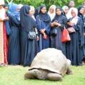 Group of participants in nature looking at a big tortoise in the front