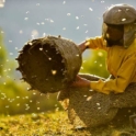 A beekeeper wearing protective head gear, crouching down and holding a bee's nest. Bees are flying all around. 